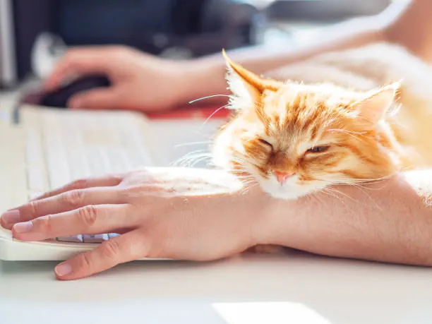 Chat qui joue avec une main