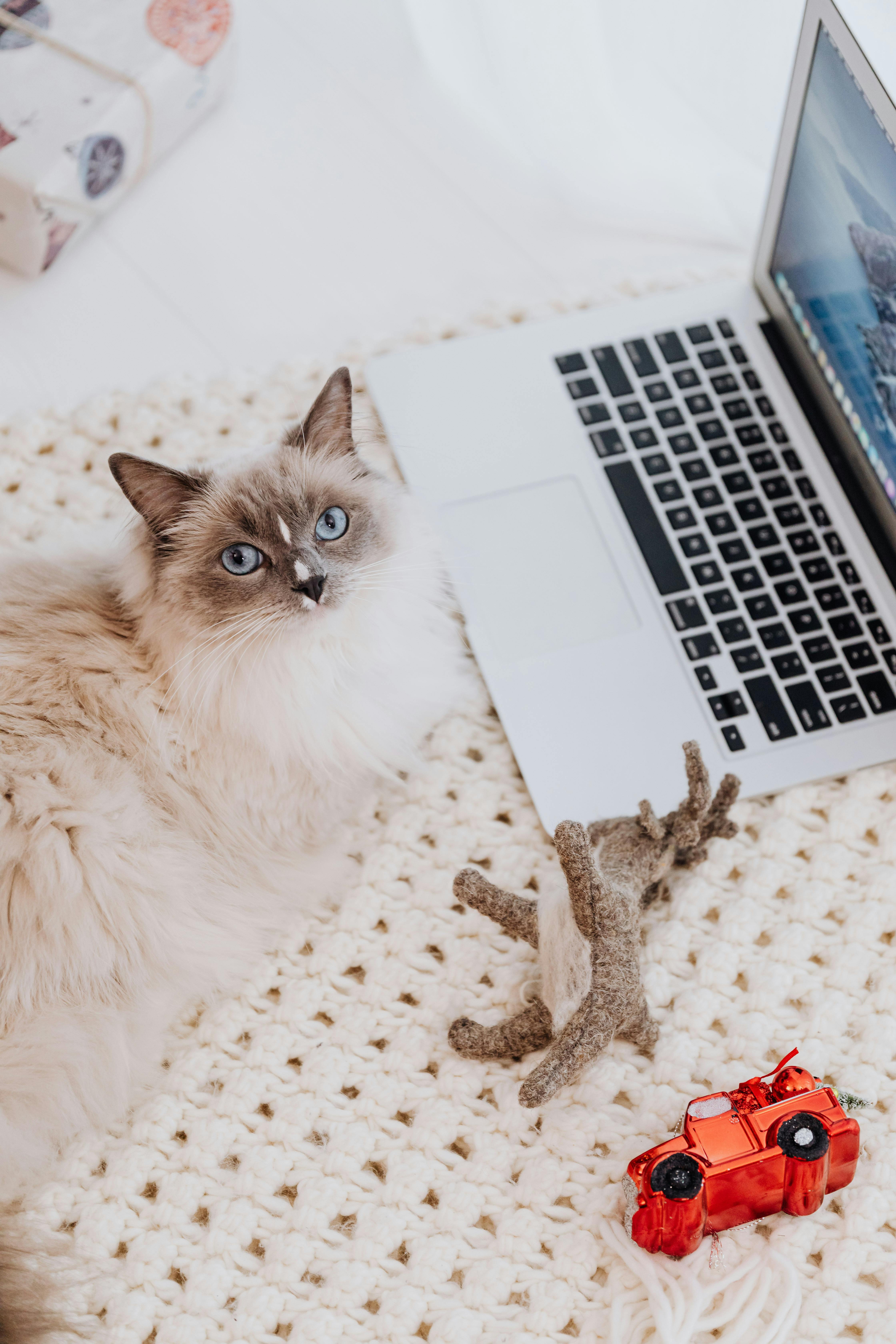 Chat installé devant un ordinateur portable