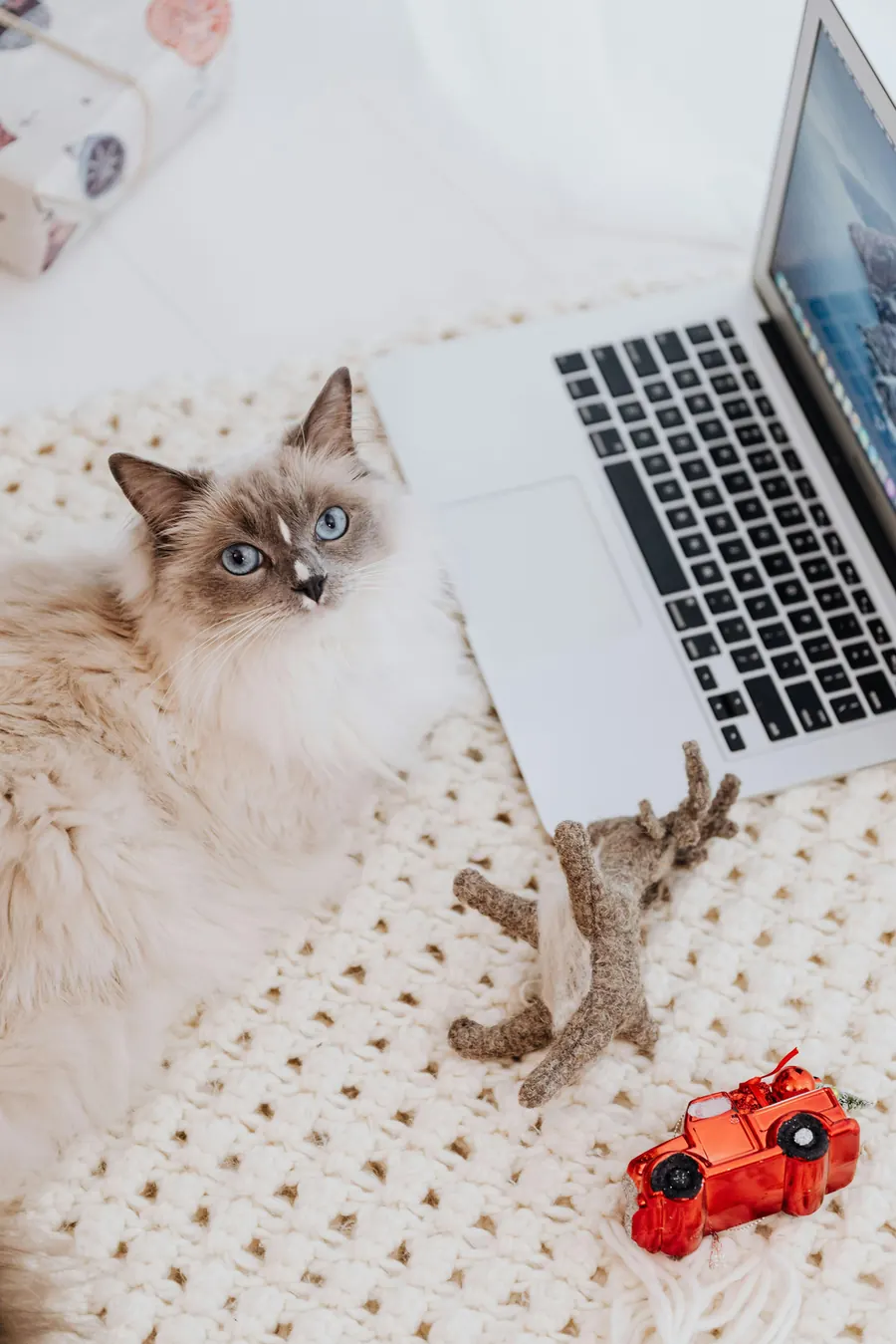 Chat installé devant un ordinateur portable