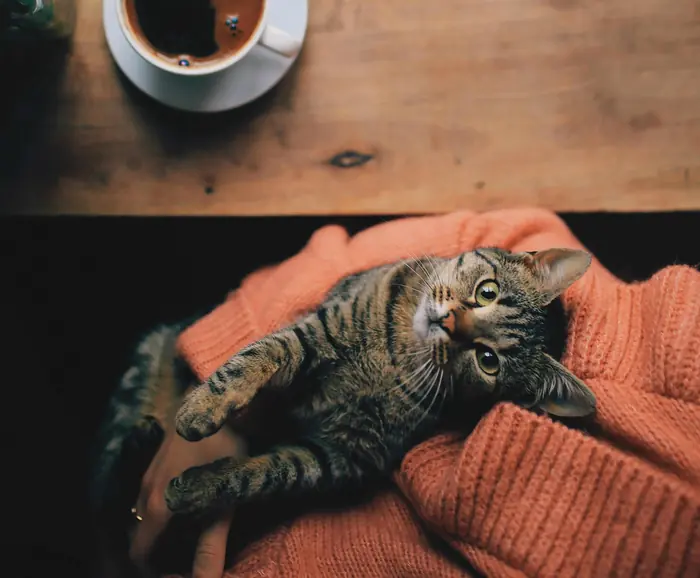 Chat dans un café