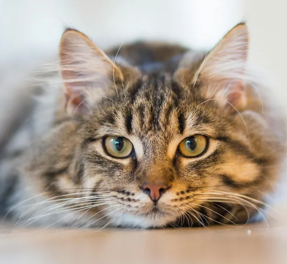 Chat allongé au sol
