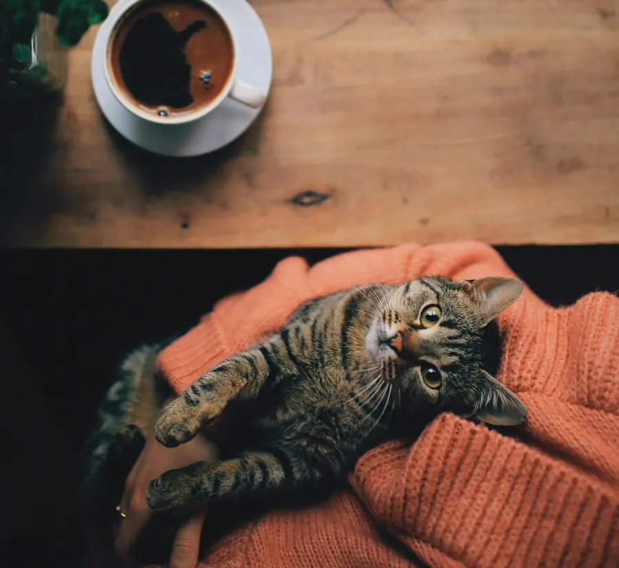 Chat dans un café