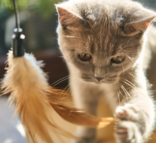 Chat qui joue