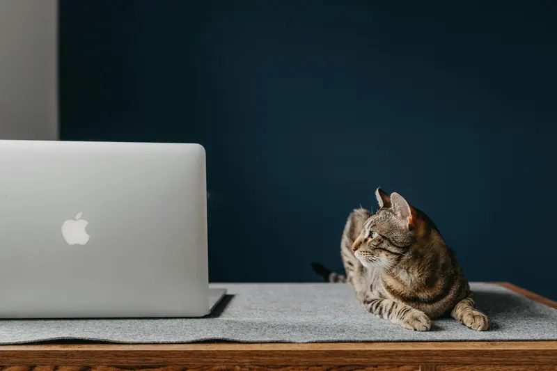 Chat au travail